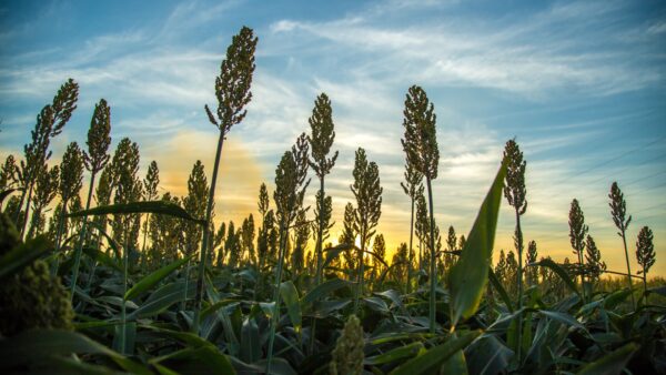 DF se destaca como o segundo maior exportador nacional de sorgo de grão para semeadura