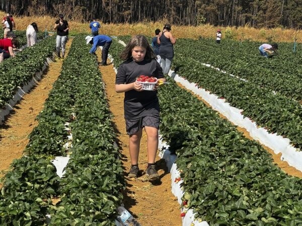 Colha & Pague promete movimentar a 29ª Festa do Morango de Brasília