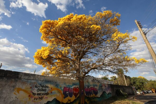 Ipê da Metropolitana garante mudas e preserva a espécie há 60 anos