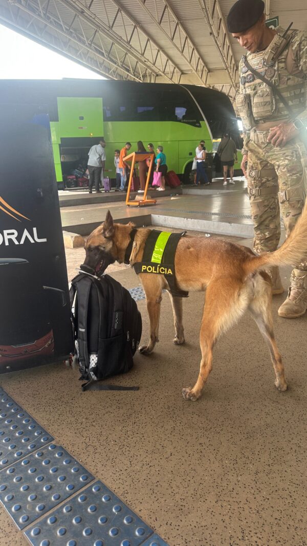 Cães de policiamento participam de ação na Rodoviária do Plano Piloto