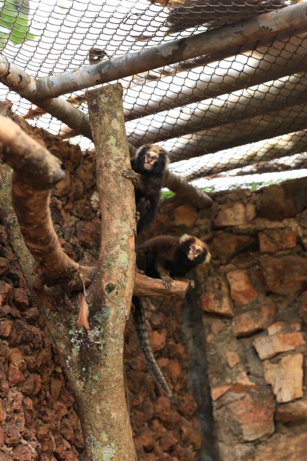 Casal de saguis-de-serra-escuro já pode ser visitado no Zoológico de Brasília